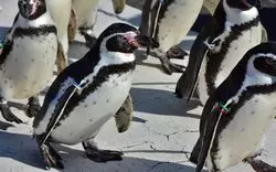 福井県【越前松島水族館】で生き物とたくさん触れ合って癒されよう！