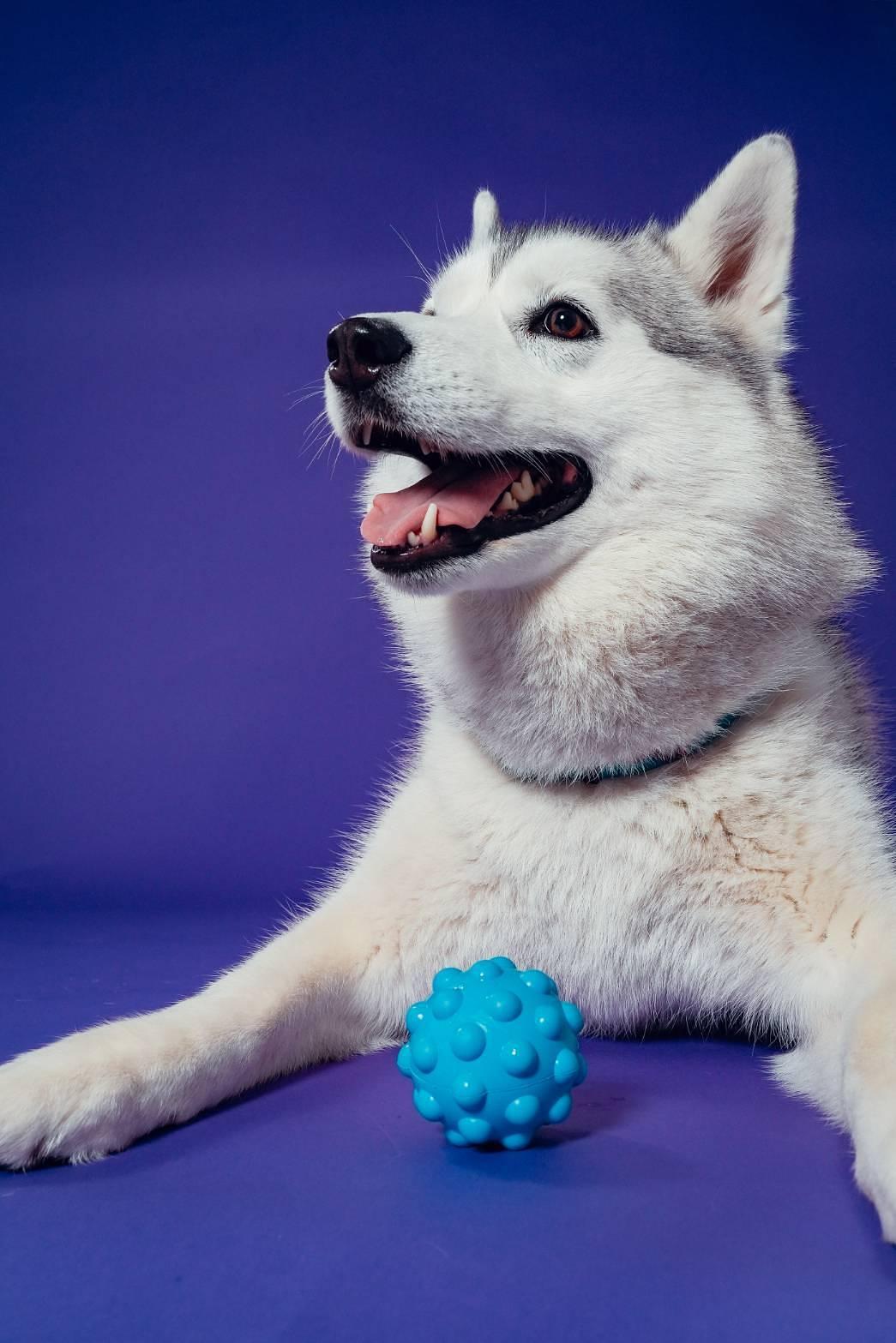 【静岡】愛犬と工芸体験もプリクラもフォトスタジオも！全てのブースで一緒に過ごせる複合施設『1HOTEL』の画像