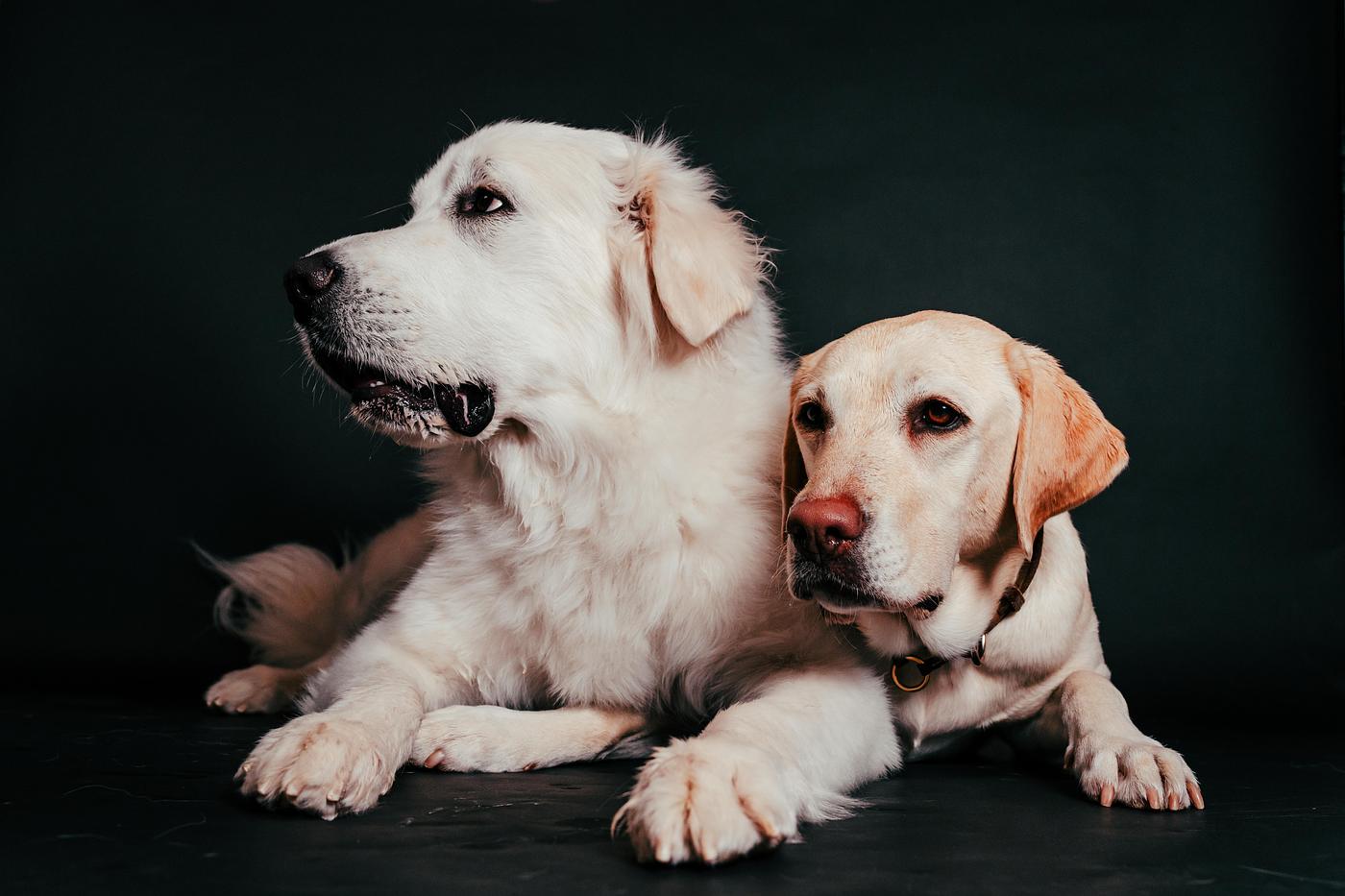 【静岡】愛犬と工芸体験もプリクラもフォトスタジオも！全てのブースで一緒に過ごせる複合施設『1HOTEL』の画像