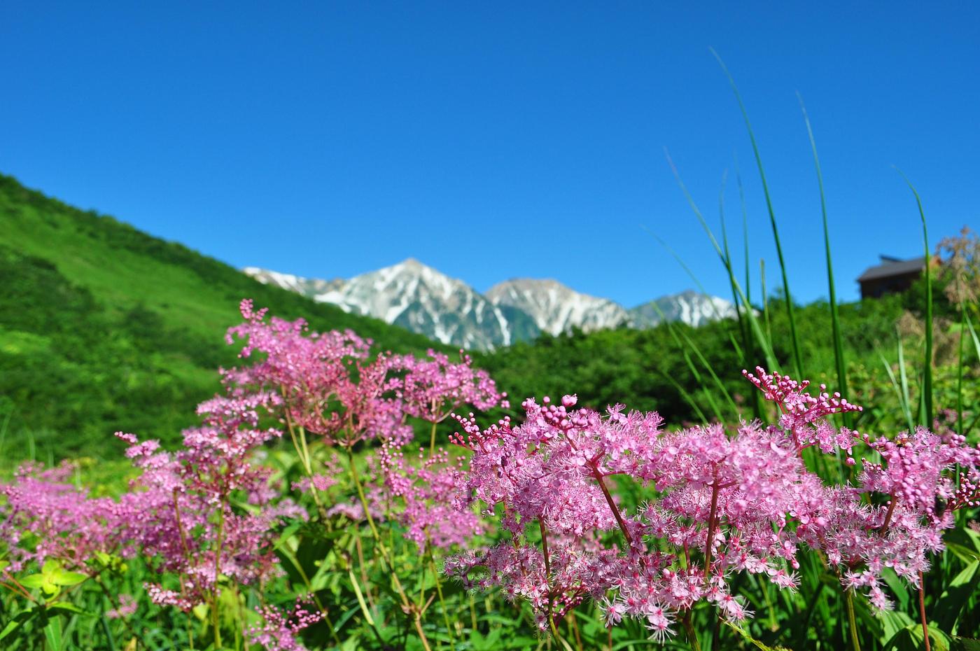 【白馬村】ゴンドラで涼風の絶景へ！夏の白馬で楽しむ高原ビュー＆大自然アクティビティの画像