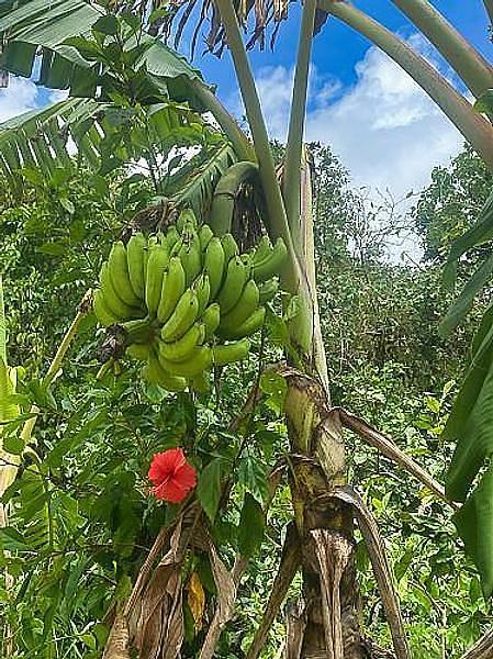 Solo Travel in Ishigaki:cafe&bar sazanami Smoothiesの画像