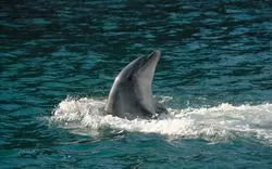 「下田海中水族館」でイルカと一緒に泳ごう！魅力をたっぷりご紹介！