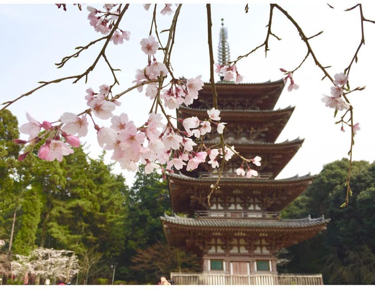 の画像