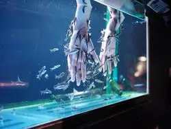 【北海道】千歳駅から徒歩圏のアクセス！サケの世界に癒されてみて