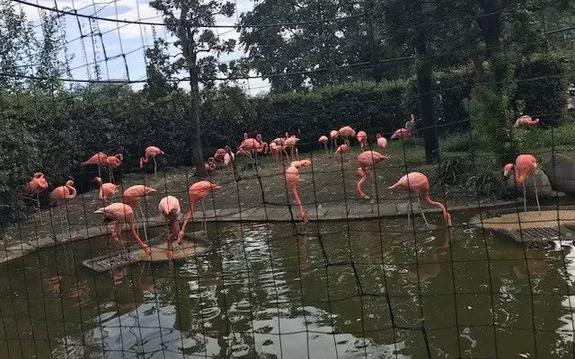 上野動物園で素敵なデートを！2人の距離を縮めよう♡ 1枚目