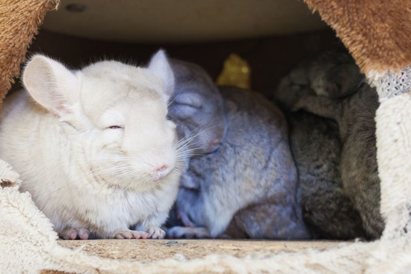 初心者向け チンチラの飼い方 ペットの寿命や値段を徹底解説 Aumo アウモ