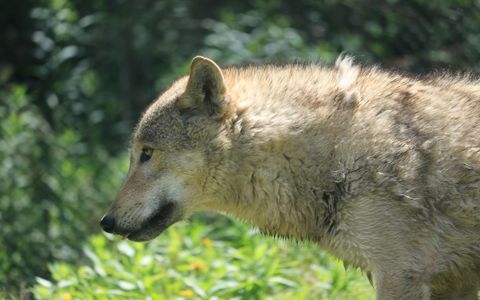 動物園でオオカミを見るならどこ おすすめの動物園を紹介 Aumo アウモ