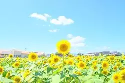 遅咲きのひまわり畑！大垣ひまわり畑をおすすめする3つのポイント