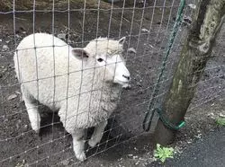【伊香保】モフモフ動物と触れ合える♡伊香保グリーン牧場