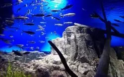 千歳の道の駅に水族館？！「サケのふるさと 千歳水族館」体験レポ◎