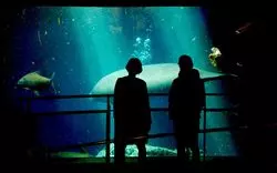 【鳥羽水族館チケット情報2020】お得に購入できる方法を徹底解剖