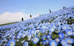 "ひたち海浜公園"を徹底解説！自然溢れる遊園地で素敵なひと時を♡