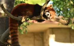 動物園なら静岡がおすすめ！子供も大人も楽しめる7選をご紹介