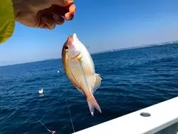 神奈川・葉山で釣って食べる♡贅沢なアクティビティを気軽に楽しもう