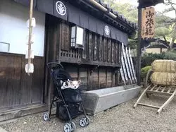 【栃木】にゃんまげでお馴染み♡「EDO WONDERLAND 日光江戸村」♪