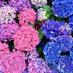 お花好き必見！国華園に世界中の植物が♡