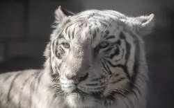 東武動物公園のかわいい動物たちに会いに行こう！イベント情報も♪