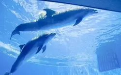 【長崎】「九十九島水族館海きらら」体験レポ◎九十九島の魅力満載！