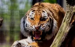 動物園と言ったらここでしょ！京都市動物園の魅力に迫る！