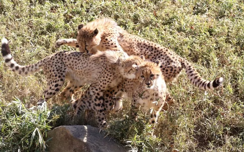 動物たちを檻の中には閉じ込めない！多摩動物公園の工夫 1枚目