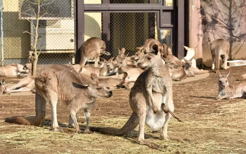 コアラ以外にも魅力がたくさん！カンガルーと大接近 1枚目