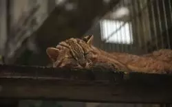 【2022】沖縄の動物園がおもしろい！隠れ人気スポットをご紹介♪