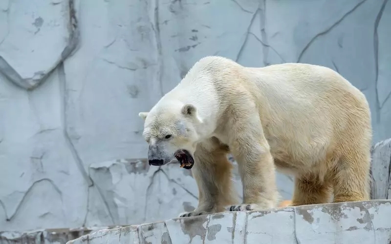 コアラだけじゃない！東山動植物園の魅力 1枚目