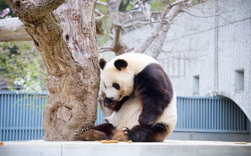「神戸市立王子動物園」コアラ以外の見どころは？ 1枚目