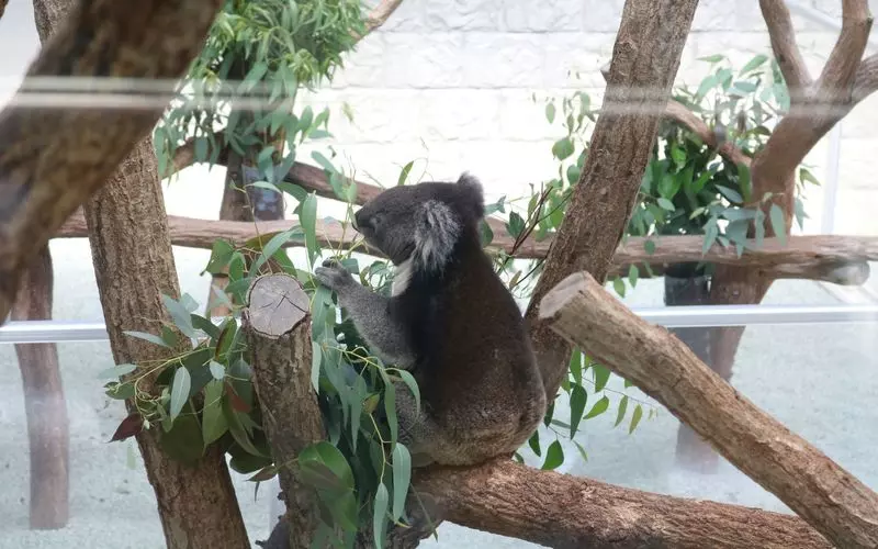 6. 【兵庫】ふれあい体験盛りだくさんの動物園にもコアラ！「淡路ファームランド イングランドの丘」 1枚目