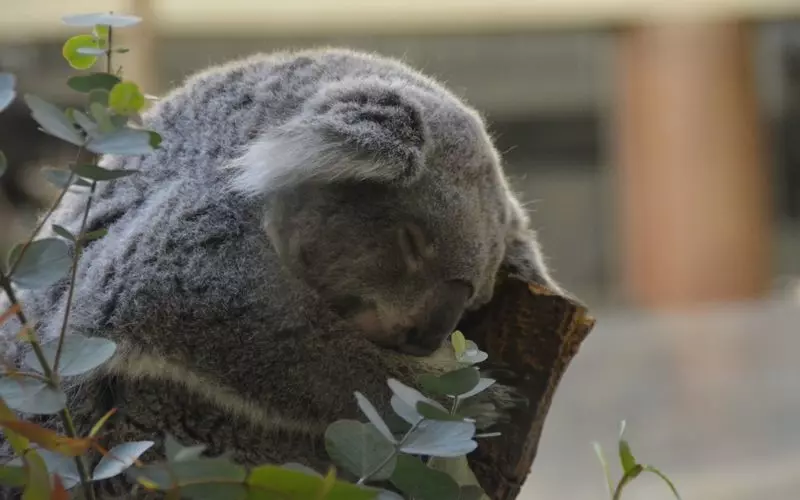 動物園へコアラのおっとりしたかわいい姿を見に行こう！ 1枚目