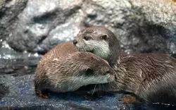 【サンシャイン水族館】カワウソは愛嬌たっぷり！魅力をとことん紹介