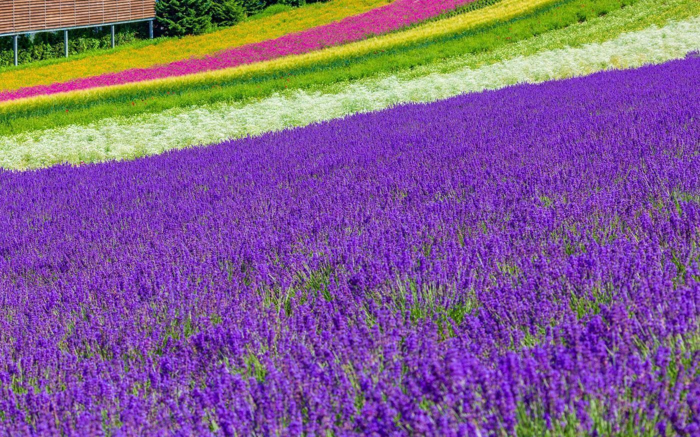 の画像