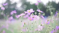 都会の喧騒から離れて。「とよのコスモスの里」で秋の絶景を♡