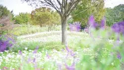 【近畿】秋はここへ行こう！馬見丘陵公園で楽しむコスモス畑♡