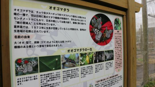 の画像
