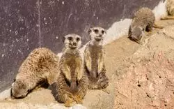 【2022年版】伊豆の動物園をとことん満喫！人気のスポット3選