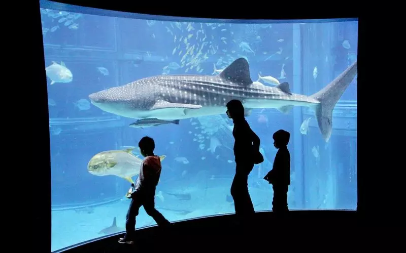 海遊館のチケットを買おう お得な割引情報をご紹介します Aumo アウモ