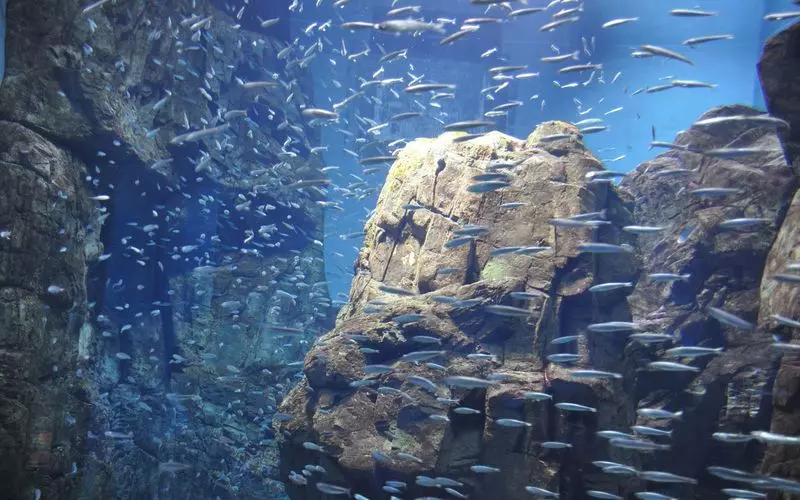 海遊館のチケットを買おう お得な割引情報をご紹介します Aumo アウモ 海遊館のチケットを買おう お得な割引情報をご紹介します Aumo アウモ