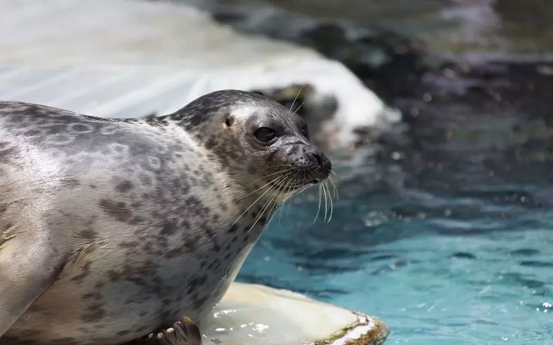 海遊館のチケットを買おう お得な割引情報をご紹介します Aumo アウモ