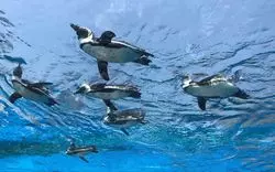 【サンシャイン水族館の営業時間】わからないことはこれで解決！