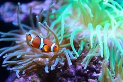 【水族館×すみだ】これを見たら「すみだ水族館」により行きたくなる！