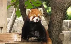 横浜市立野毛山動物園は無料！子連れのおでかけにおすすめ