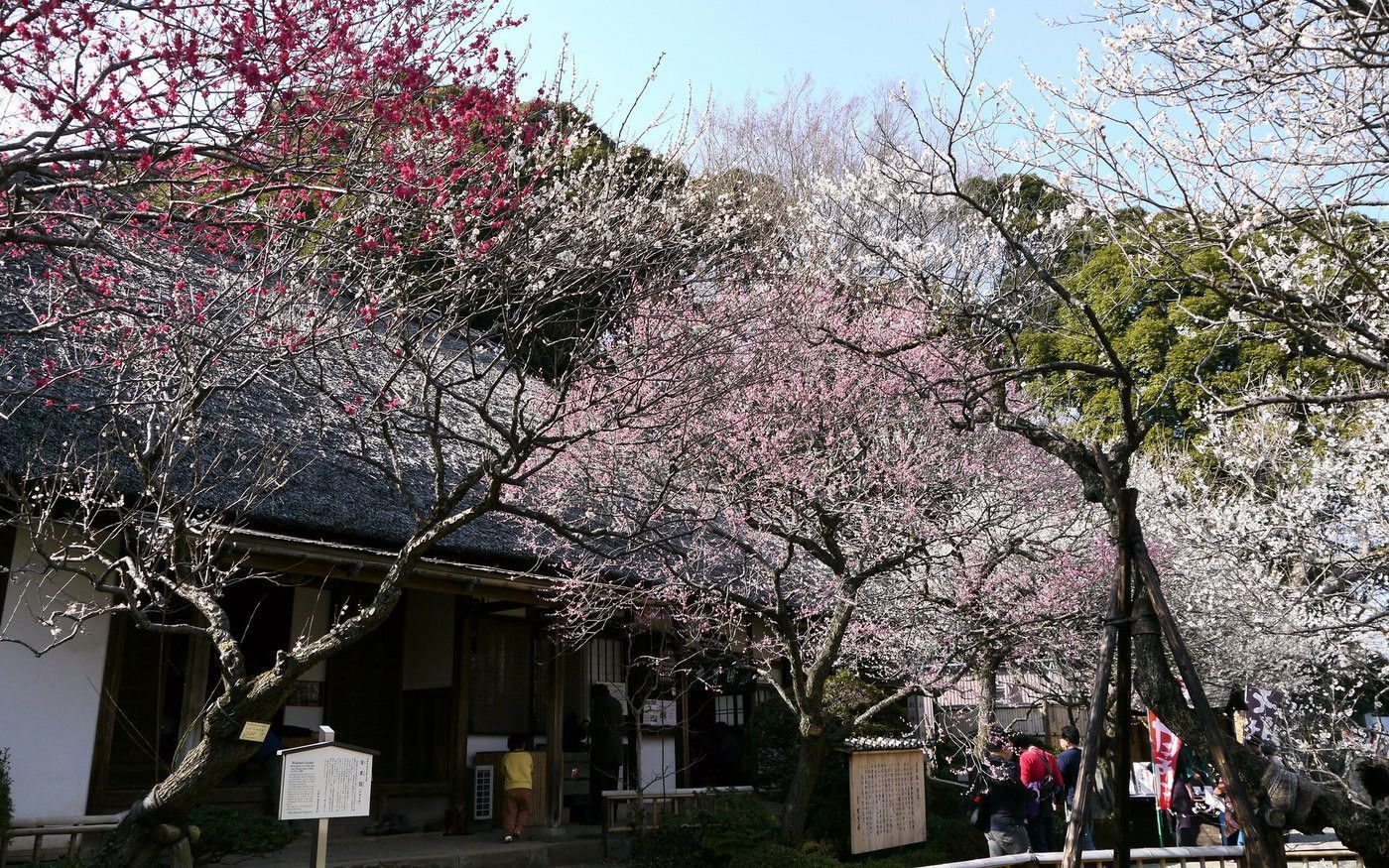 の画像