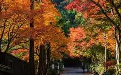 【小田原】美しくて見惚れてしまう紅葉を見に行こう！おすすめ6選