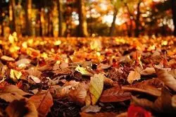 【函館】秋が深まる♡名所で紅葉狩りのすすめ