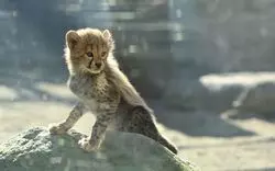 多摩の動物園【多摩動物公園】徹底ガイド♪4つのエリアで世界旅行へ