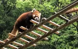 個性派動物園は岡山にあり！王道の動物からシュールなスポットを紹介