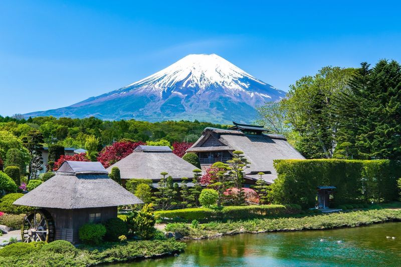 油絵 絵画 【コスモス畑から見える河口湖と富士山  】 油絵 絵画 【コスモス畑から見える河口湖と富士山】 絵画 HR