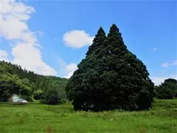 【山形】自然いっぱいの山形ドライブ！トトロに会いに行こう