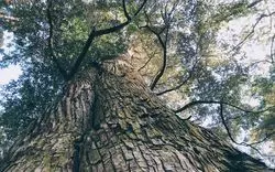 癒され度抜群◎人生で1回は行きたい三重・「伊勢神宮」の魅力